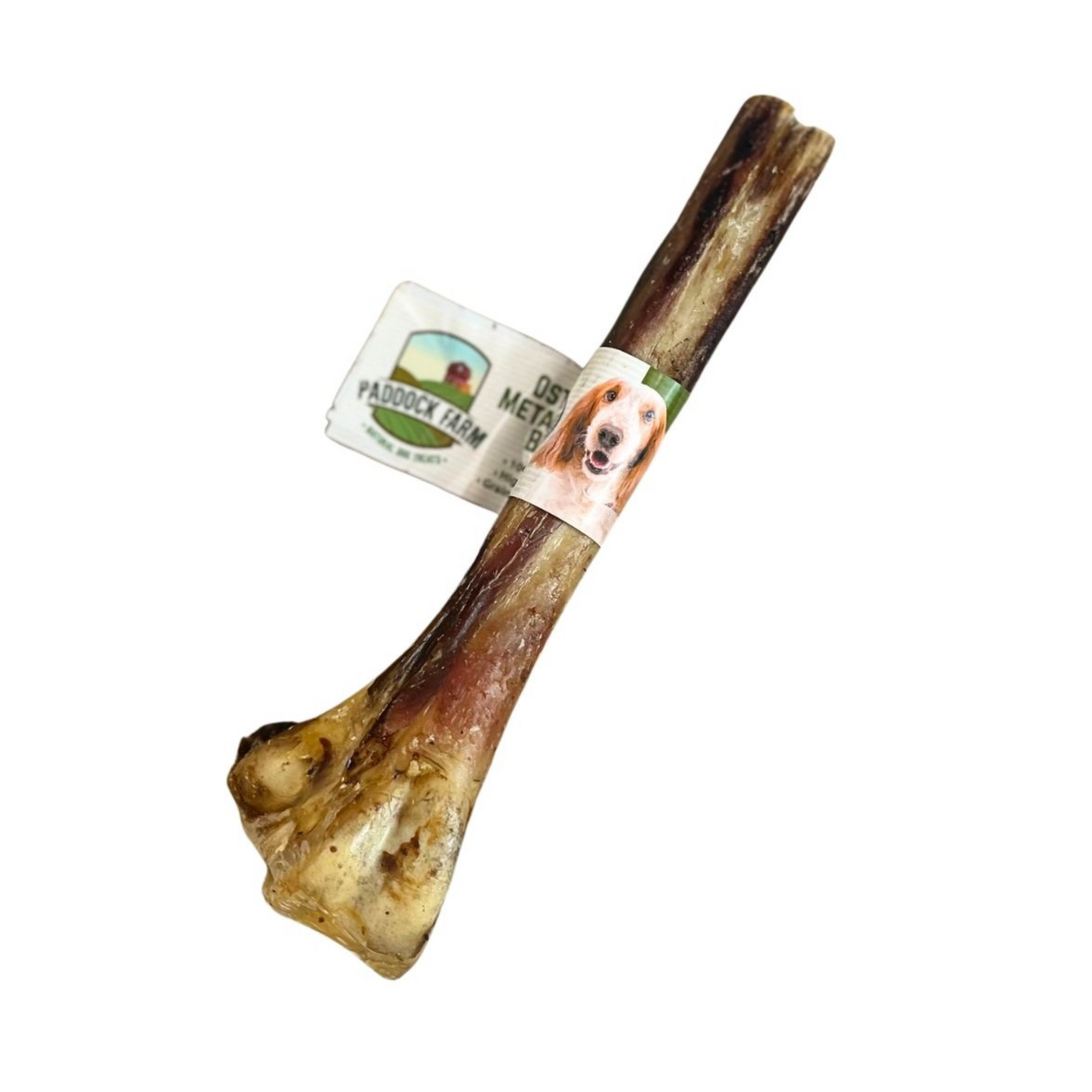 Paddock Farm Ostrich Metatarsus Bone